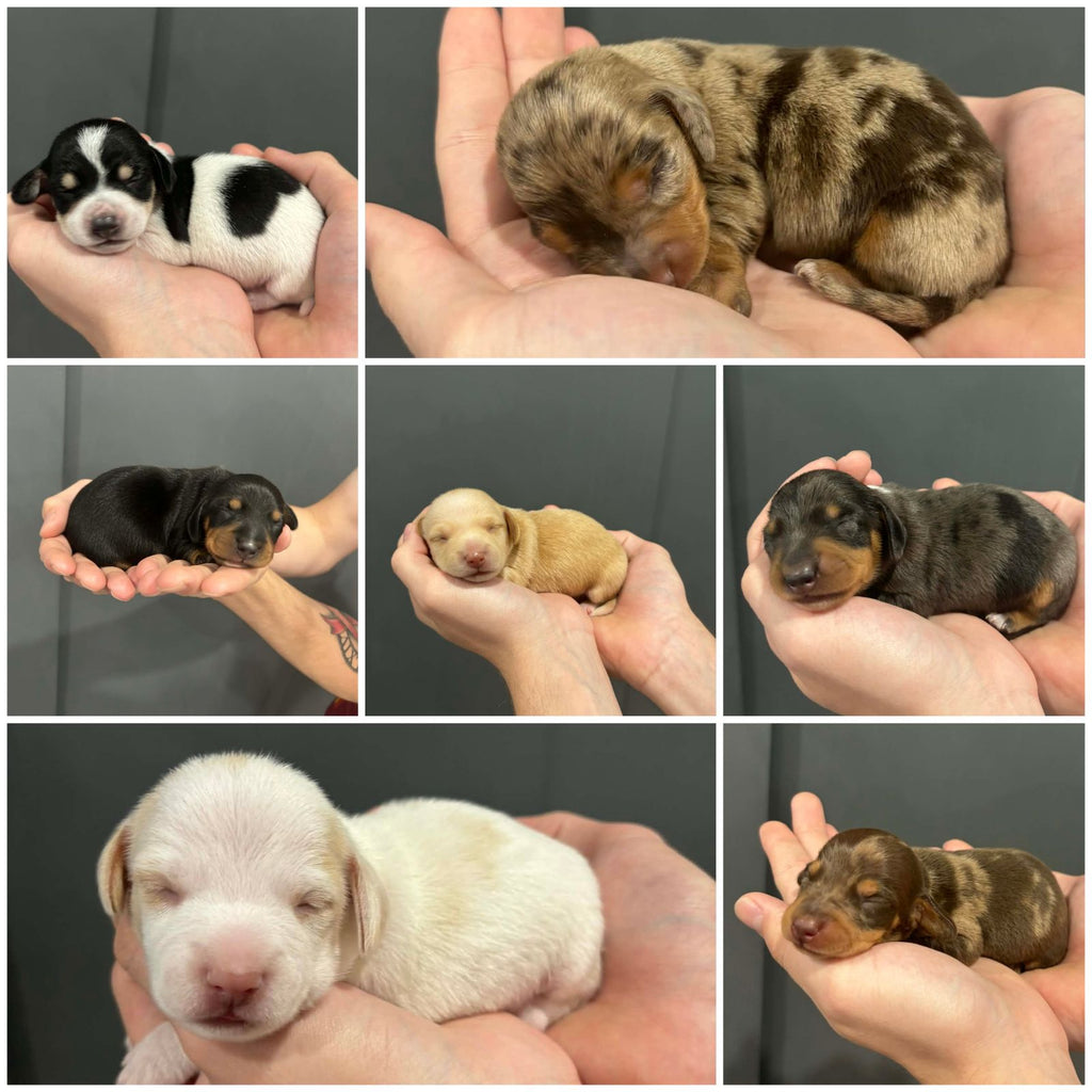 Mini Dachshund Boys
