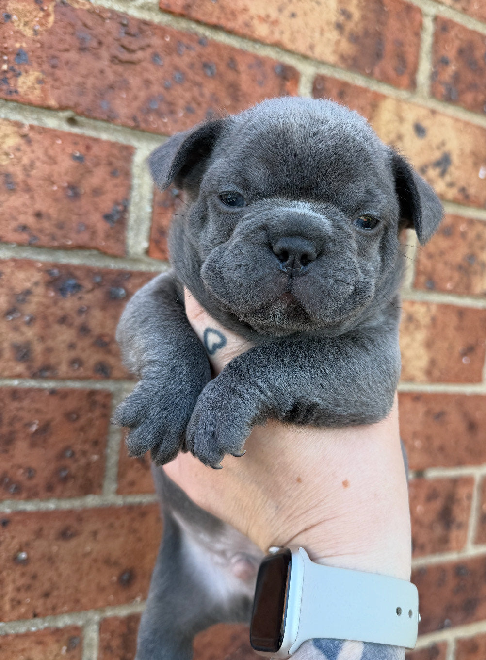 Merle Pure pedigree French bulldogs long hair carriers
