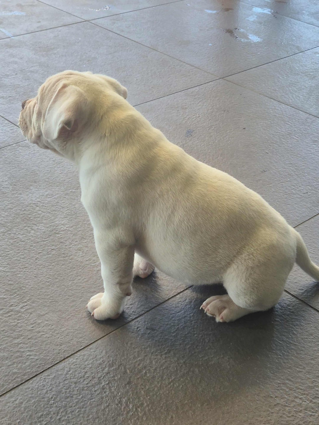 INSANE pocket bullies (American bulldog)