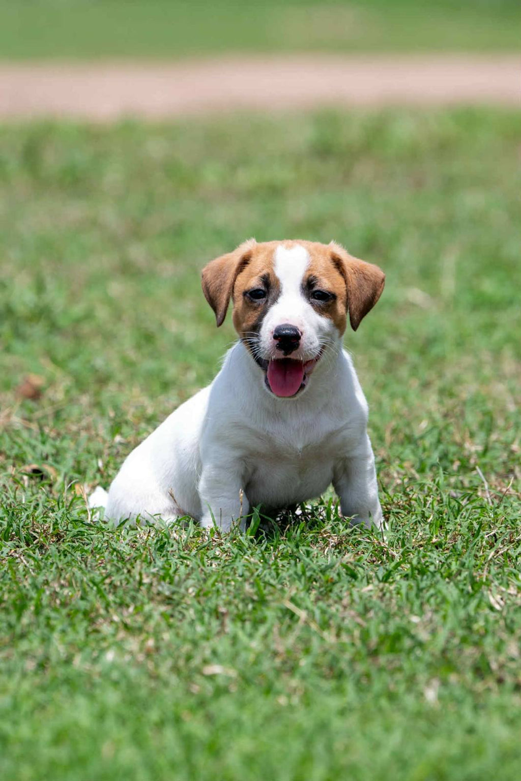JACK RUSSLL PUPPIES