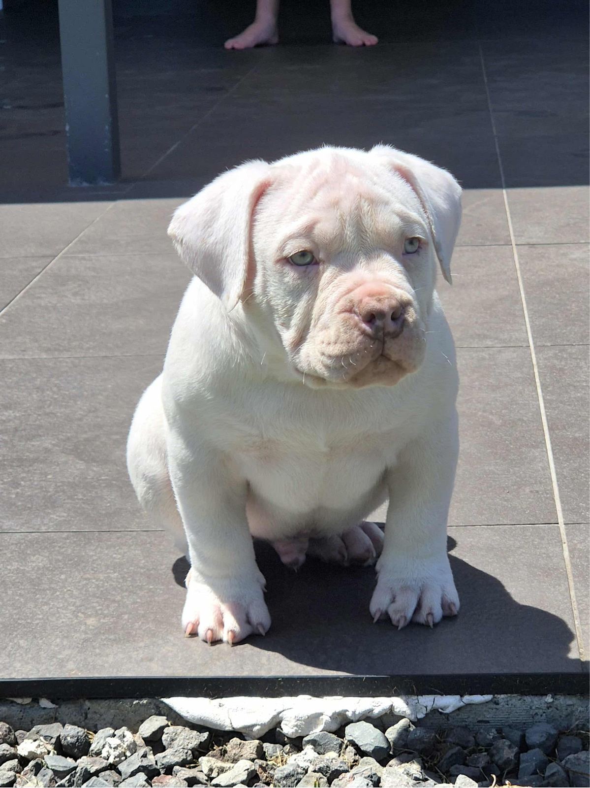 INSANE pocket bullies (American bulldog)