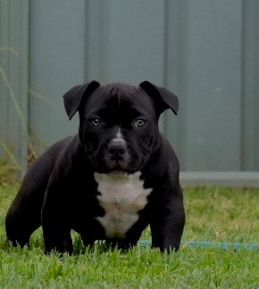 American bully pups