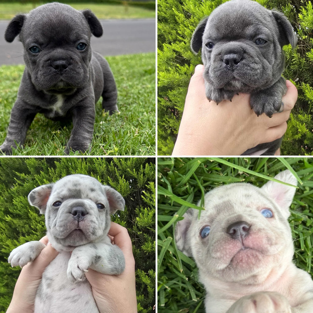 Merle Pure pedigree French bulldogs long hair carriers