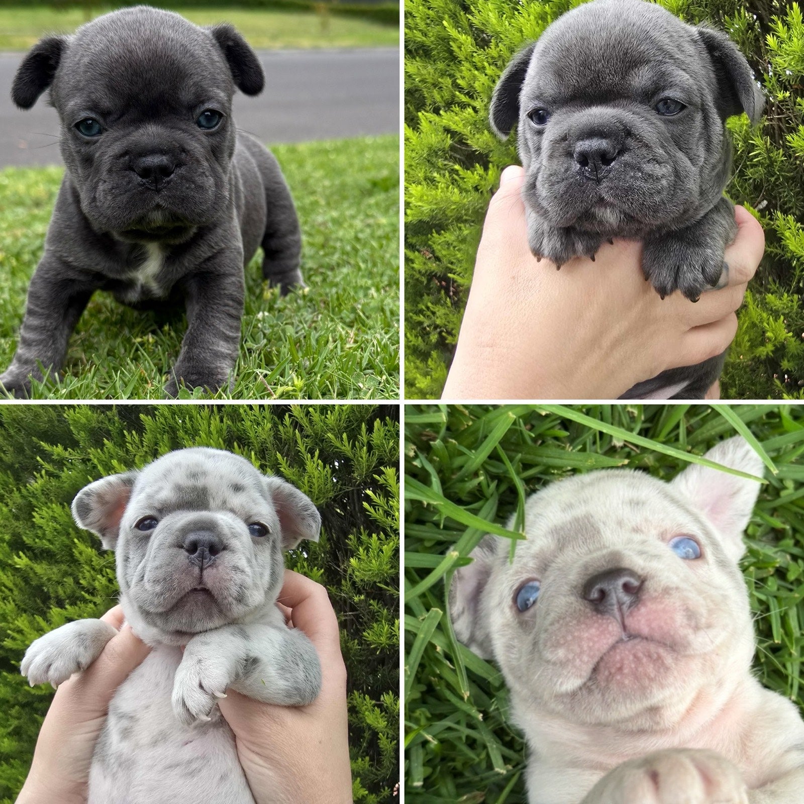 Merle Pure pedigree French bulldogs long hair carriers