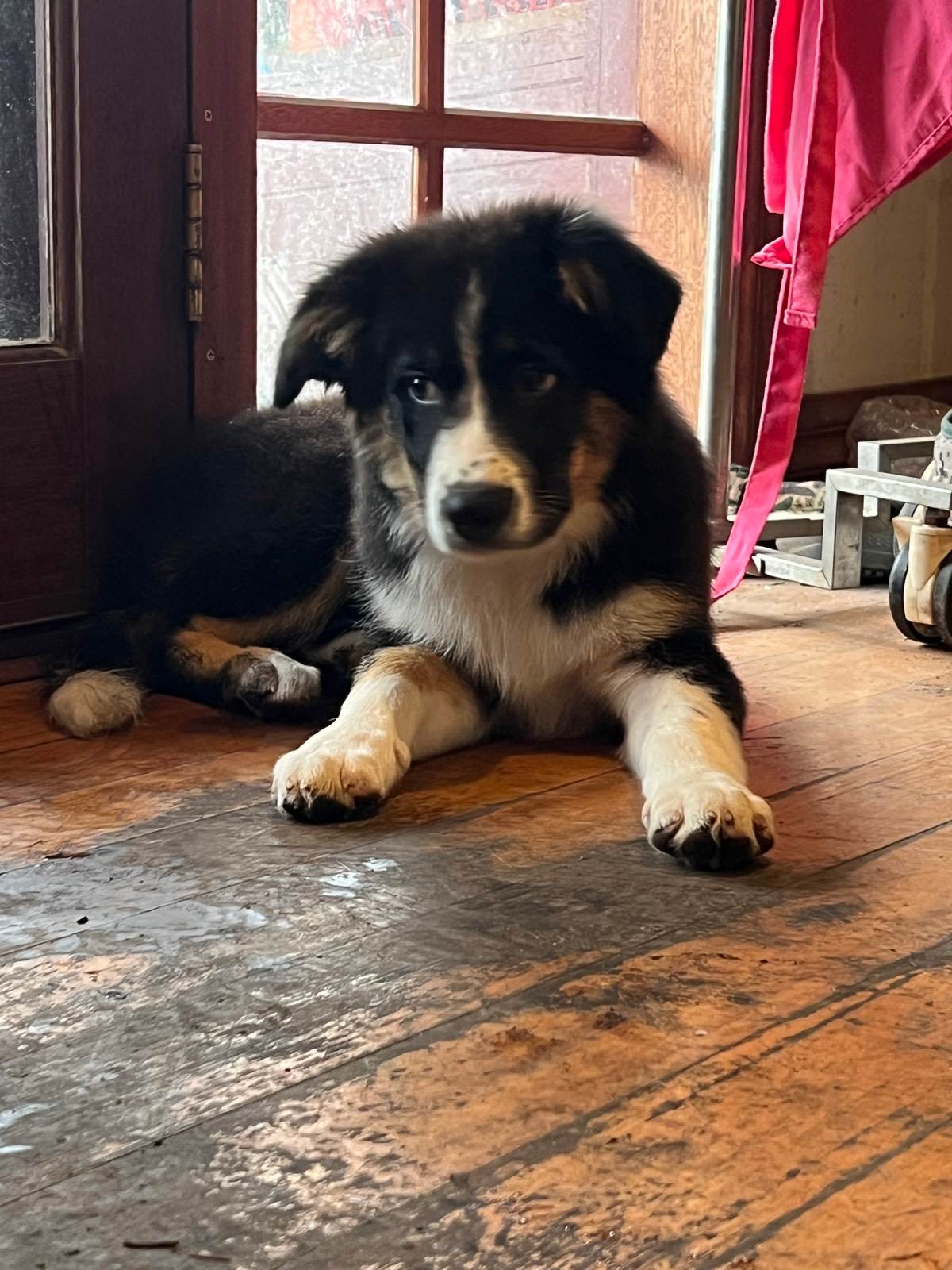 Pure bred Border Collie Puppies For Sale