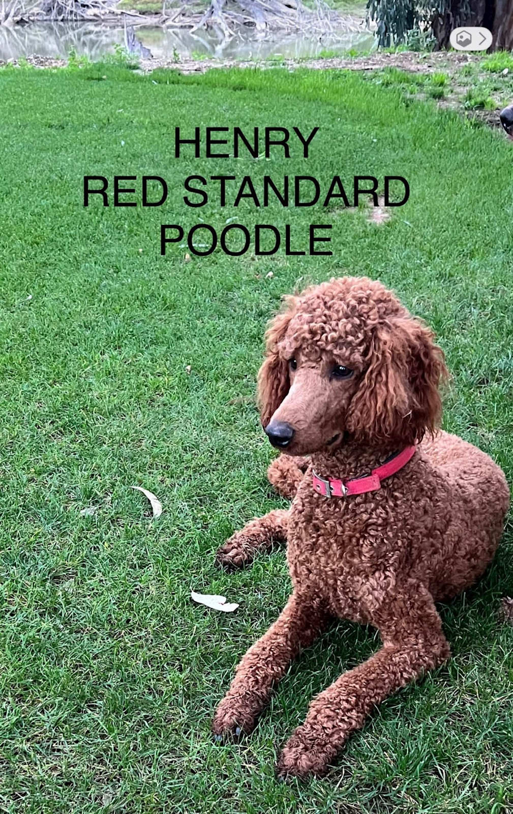 🐾 Gorgeous Groodle F1 Puppies – 🐶