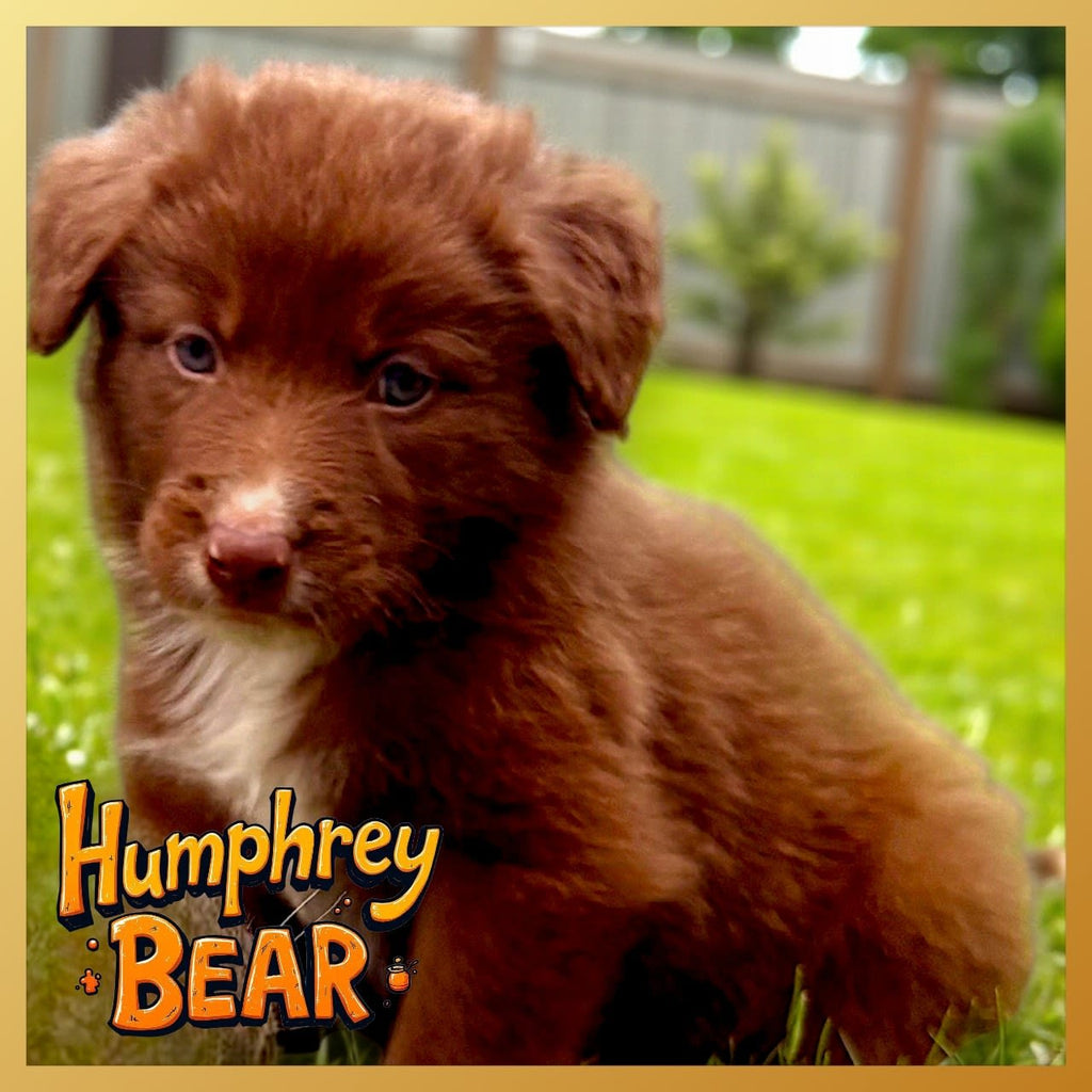 Chubby Purebred Border Collie Puppies 3 Boys & 1 Girl