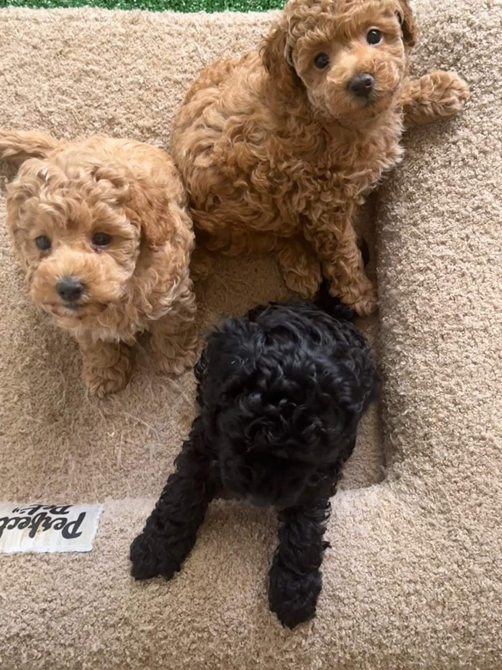 Purebred Toy Poddle Puppies