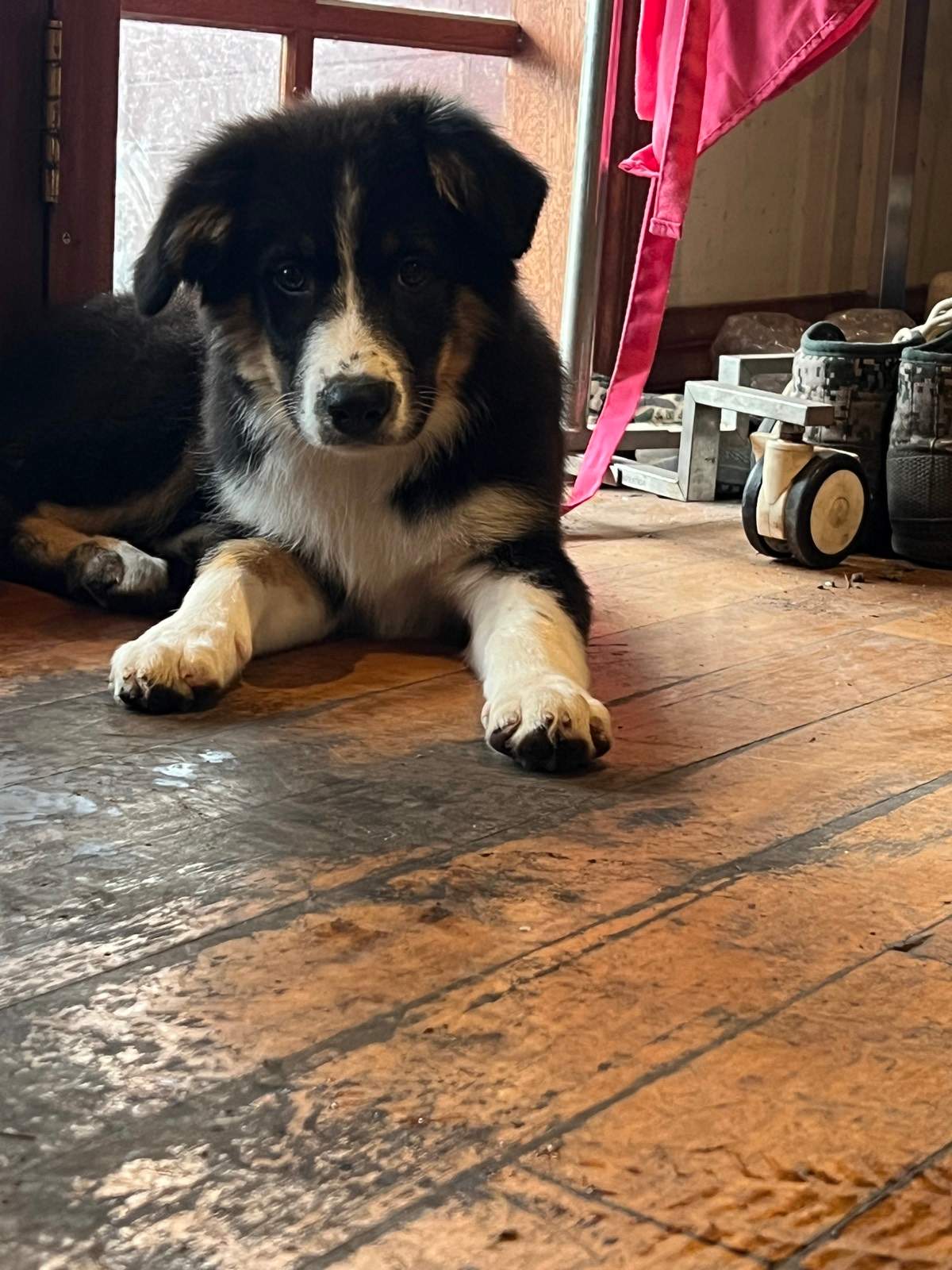 Pure bred Border Collie Puppies For Sale
