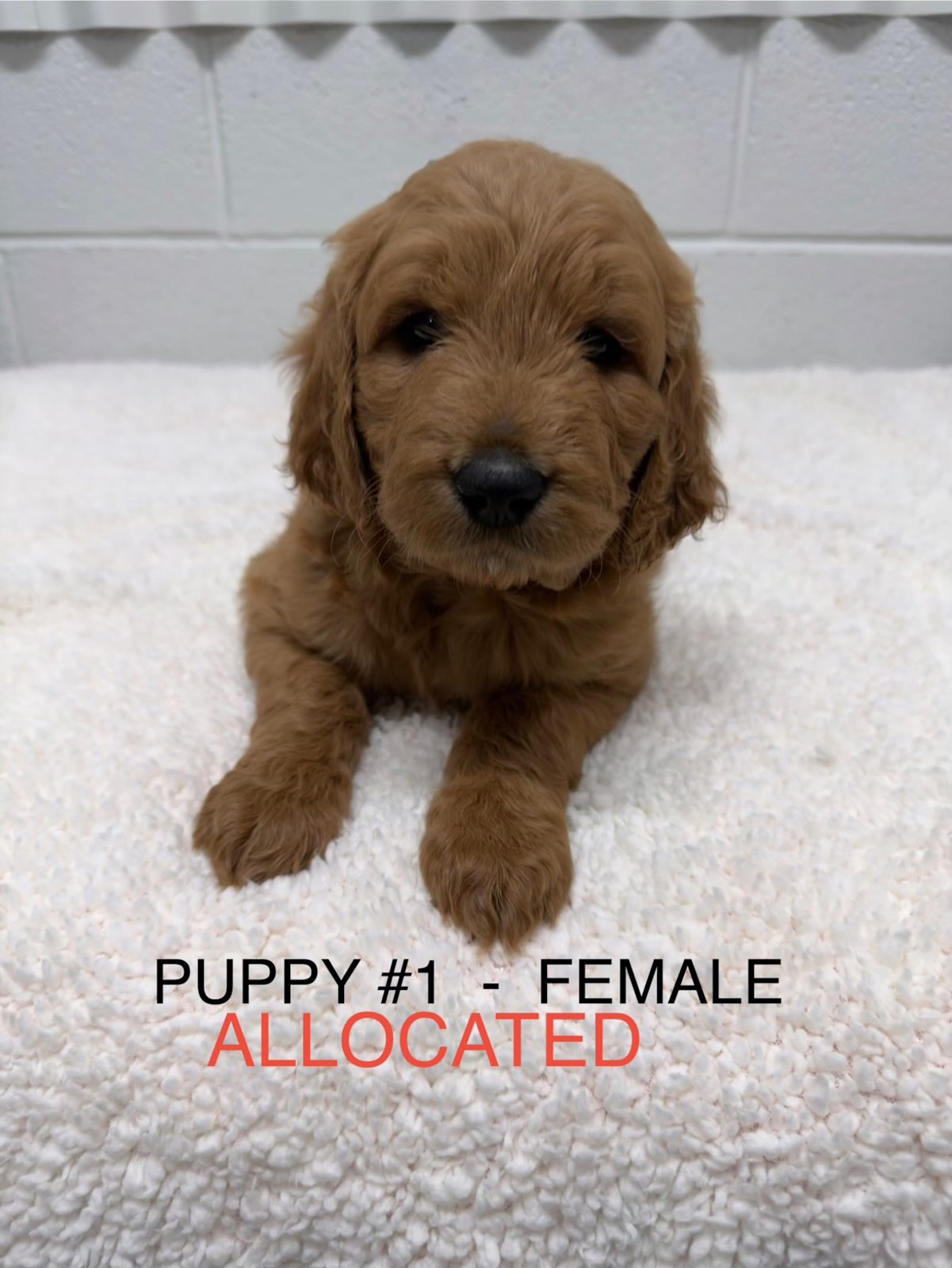 Gorgeous F1 Groodle Puppies DNA Tested, Health Guaranteed