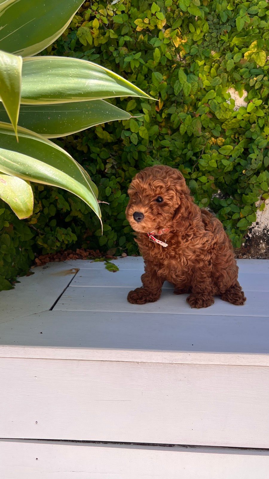 ONLY 2 LEFT - Red CAVOODLE Teddy puppies READY TO GO HOME
