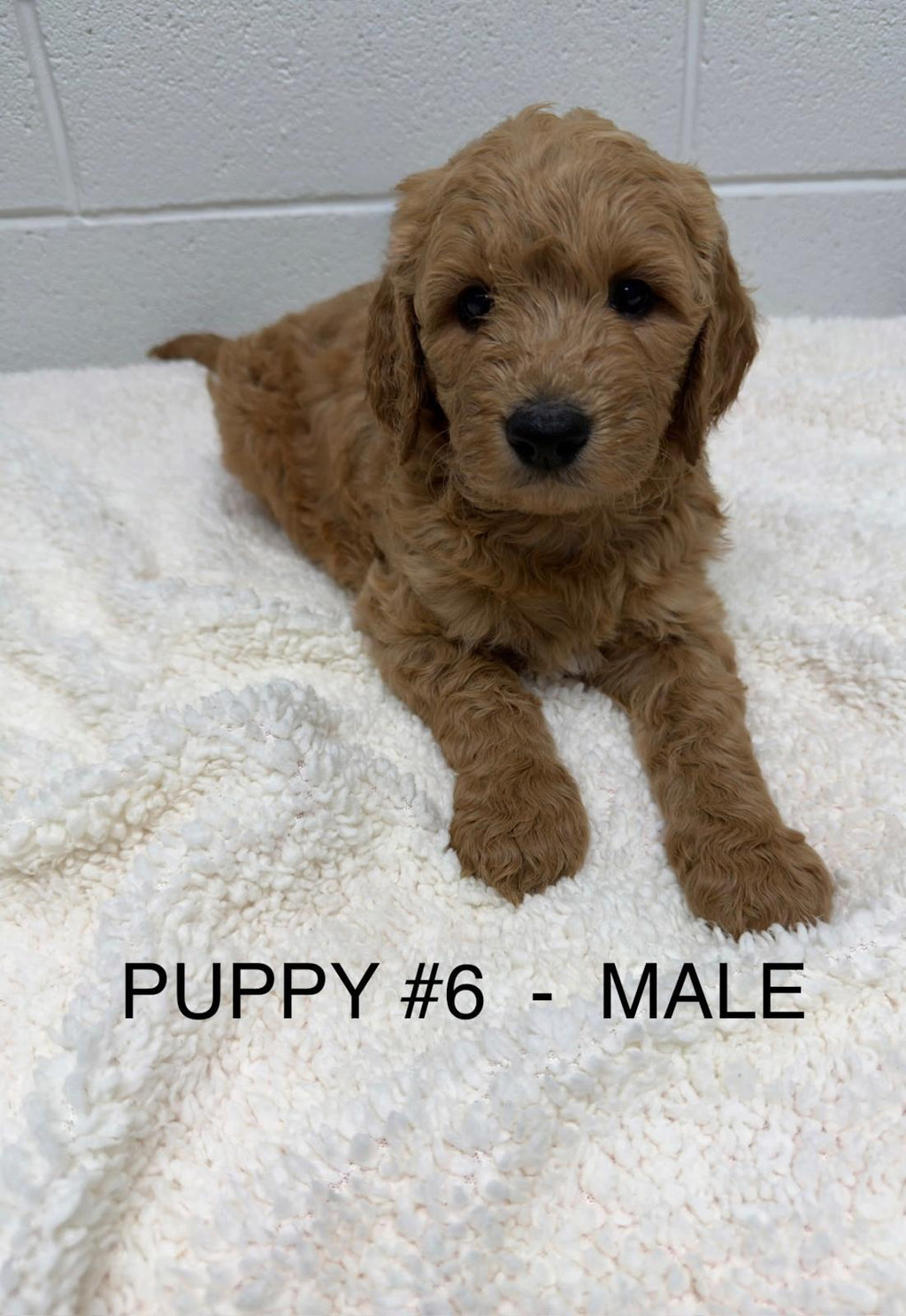 Gorgeous F1 Groodle Puppies DNA Tested, Health Guaranteed