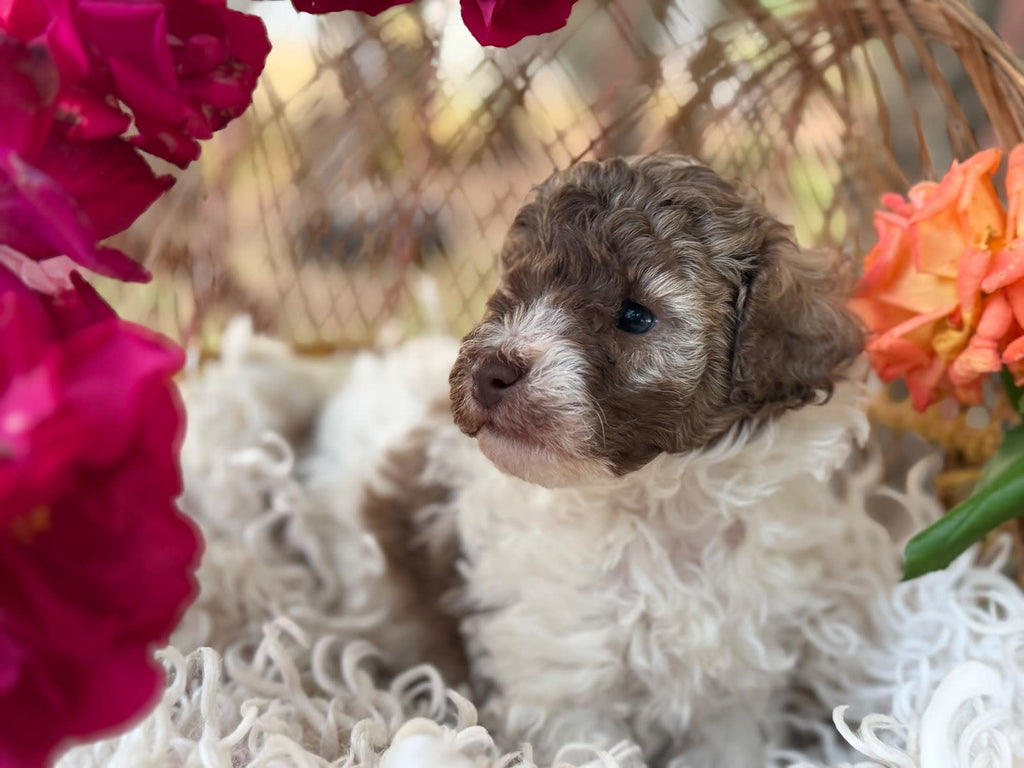 Gorgeous Pure Toy Parti Poodles