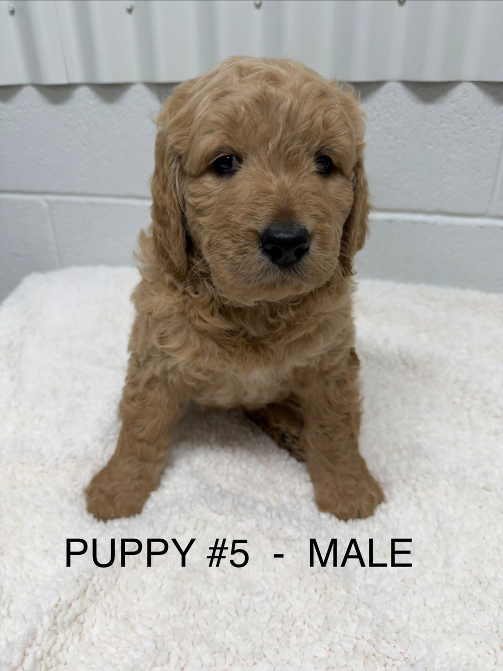 Gorgeous F1 Groodle Puppies DNA Tested, Health Guaranteed