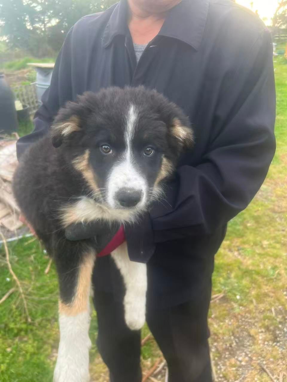 Pure bred Border Collie Puppies For Sale