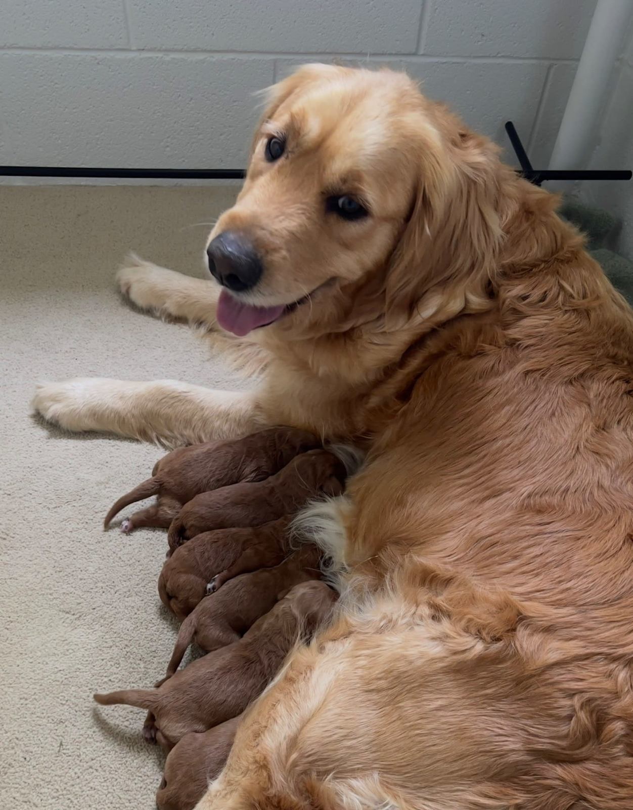 🐾 Gorgeous Groodle F1 Puppies – 🐶