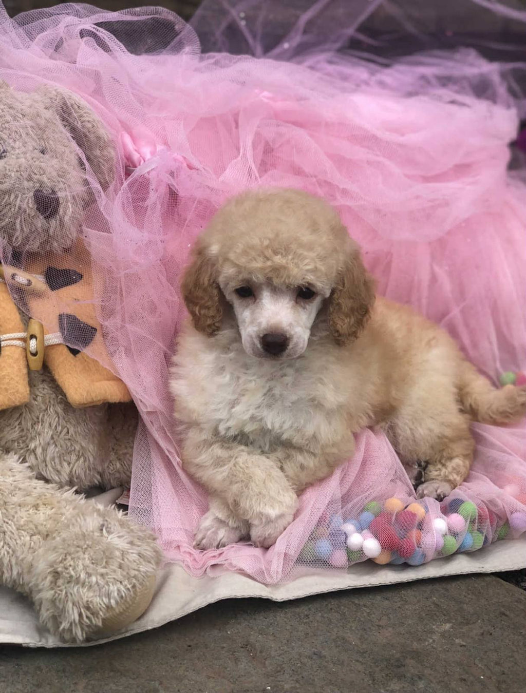 Purebred Toy Poodle Puppies