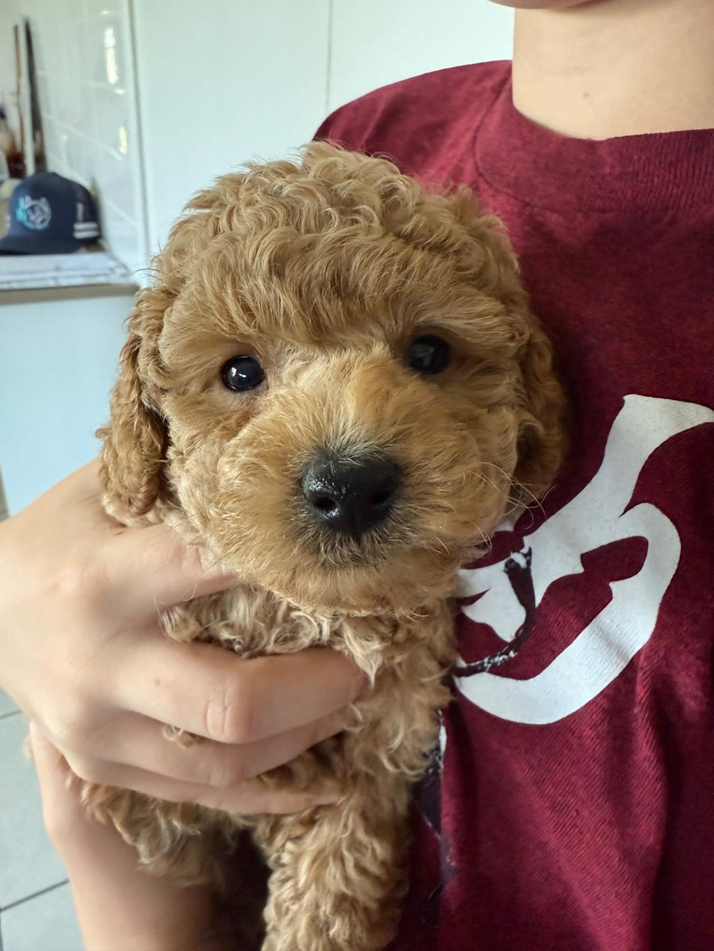 Purebred Toy Poddle Puppies