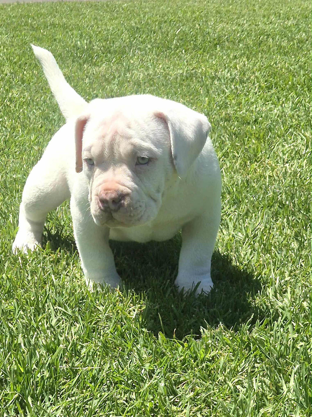 INSANE pocket bullies (American bulldog)