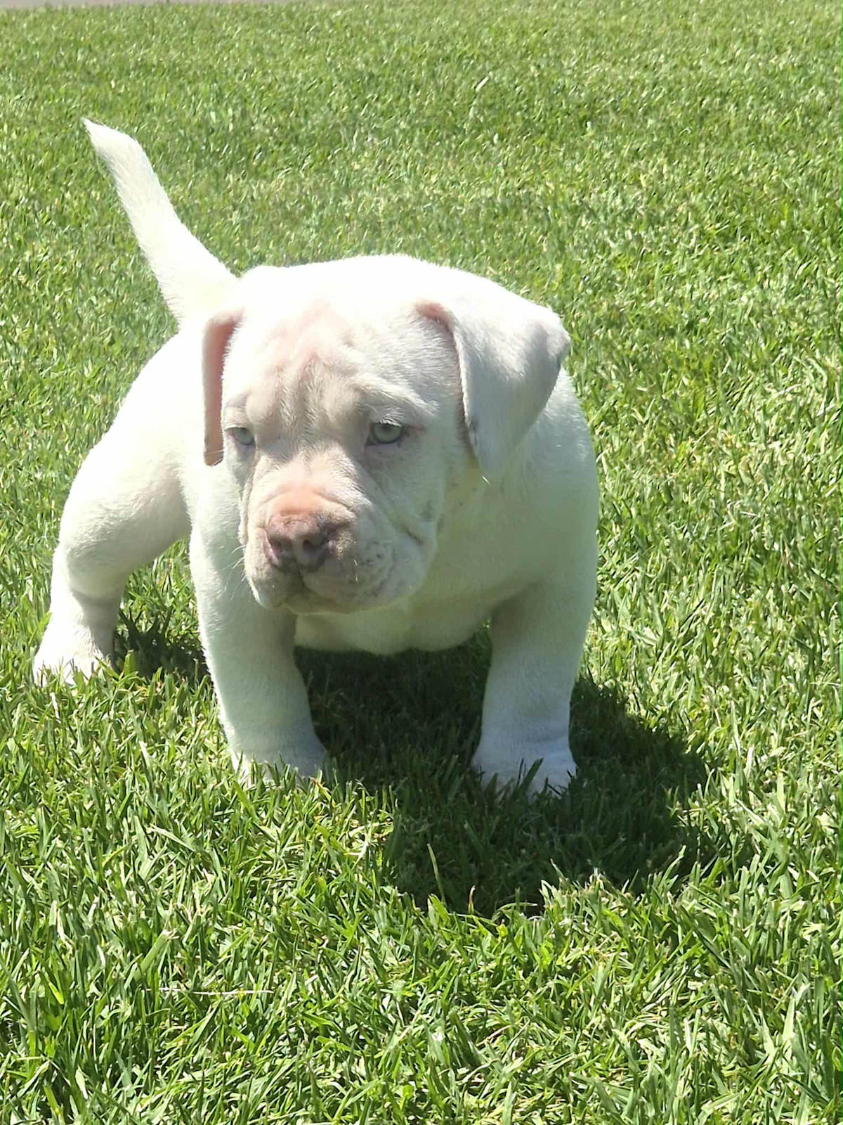 INSANE pocket bullies (American bulldog)