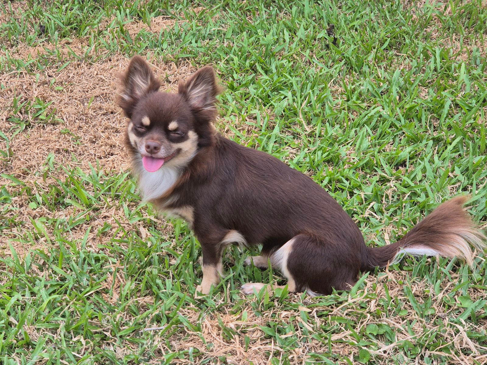 Chocolate ANKC Chihuahua DESEXED boy