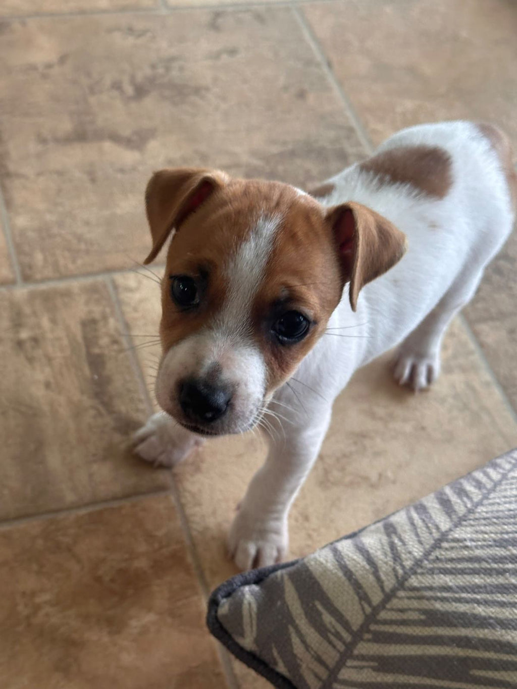 Purebred Jack Russell Puppies