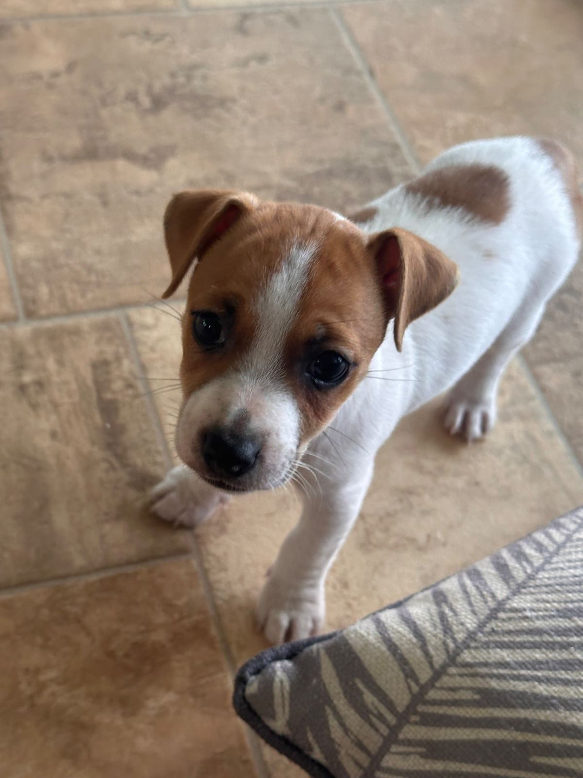 Purebred Jack Russell Puppies
