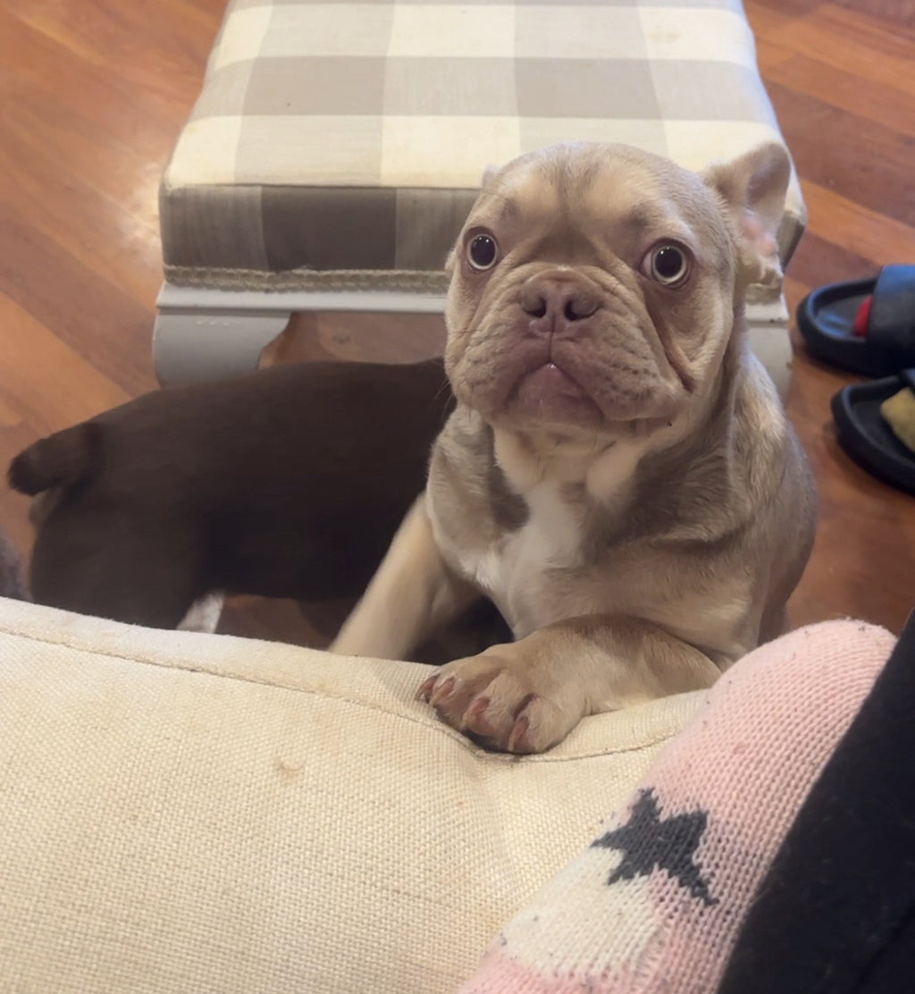 1.5 year old female new shade Isabella fawn French bulldog