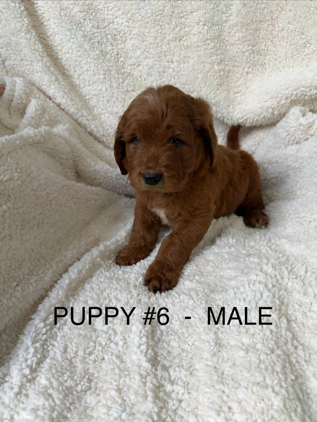 🐾 Gorgeous Groodle F1 Puppies – 🐶