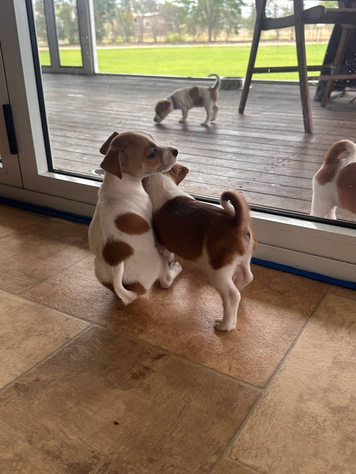 Purebred Jack Russell Puppies