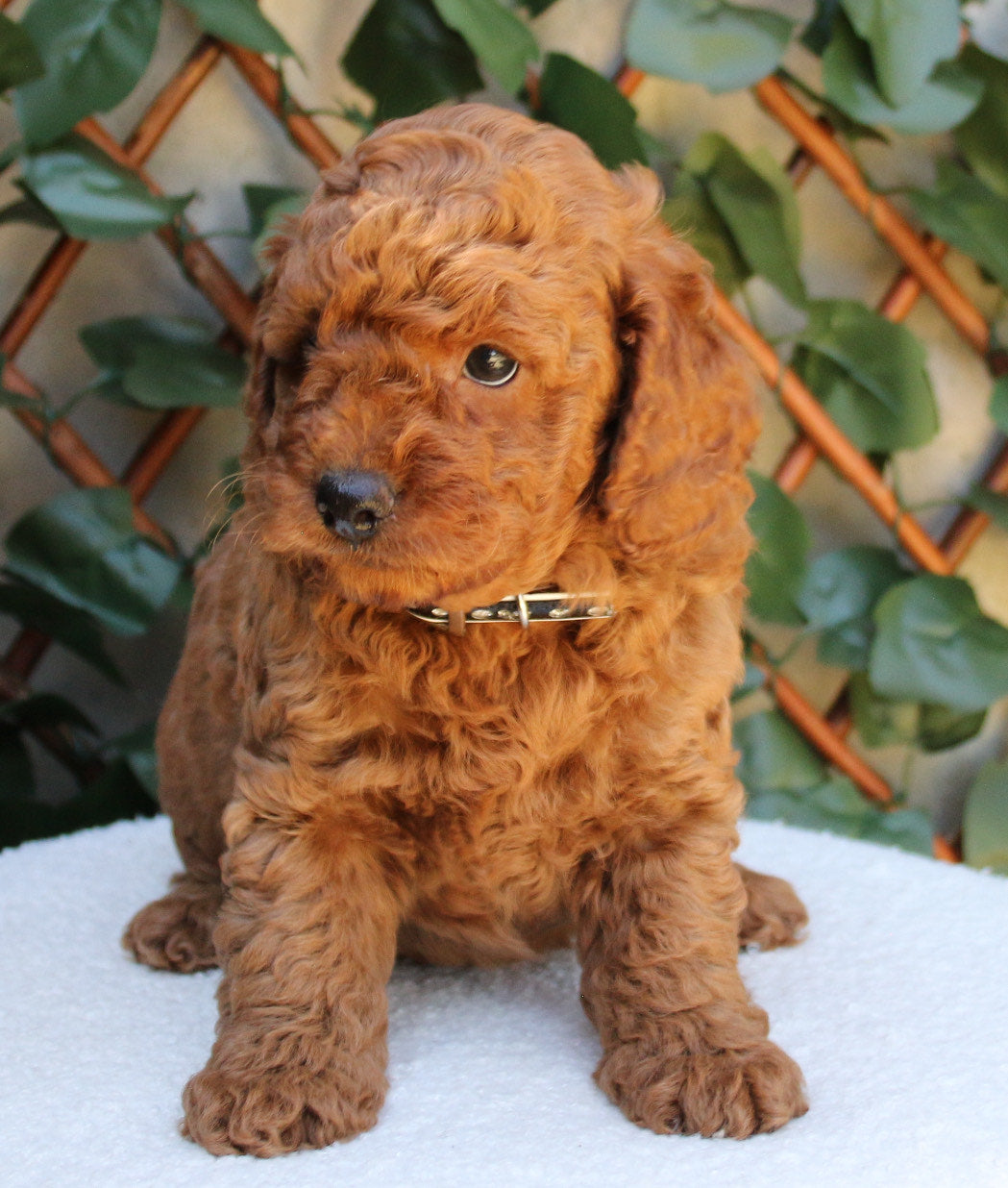 ONLY 2 LEFT - Red CAVOODLE Teddy puppies READY TO GO HOME