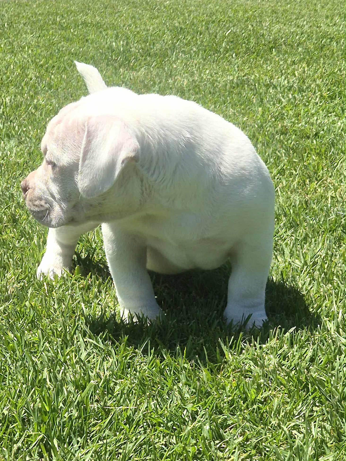 INSANE pocket bullies (American bulldog)