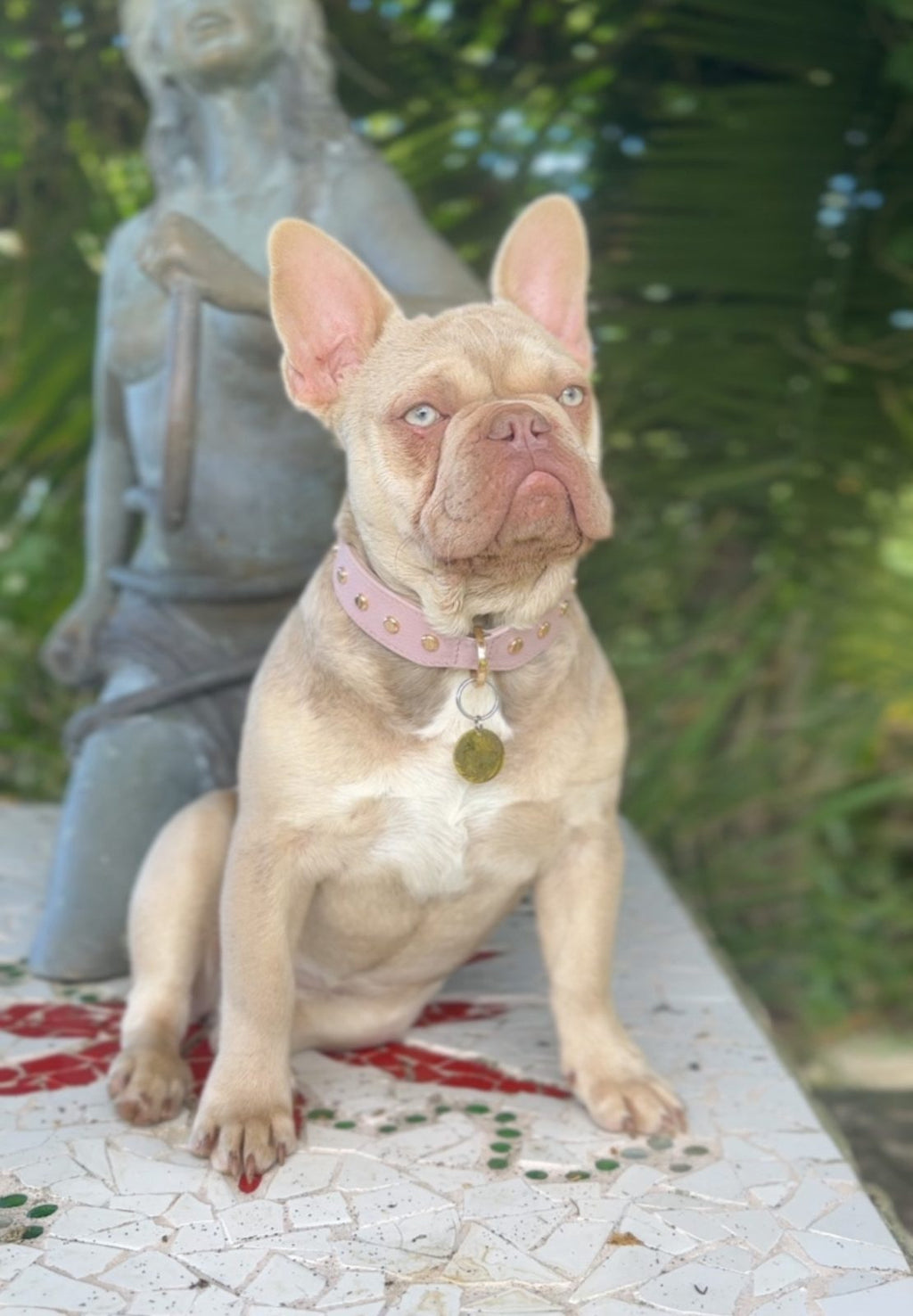 1.5 year old female new shade Isabella fawn French bulldog