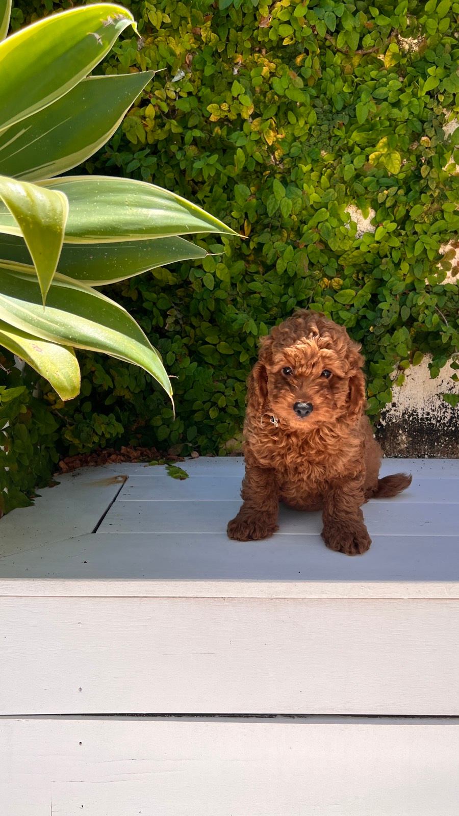 ONLY 2 LEFT - Red CAVOODLE Teddy puppies READY TO GO HOME
