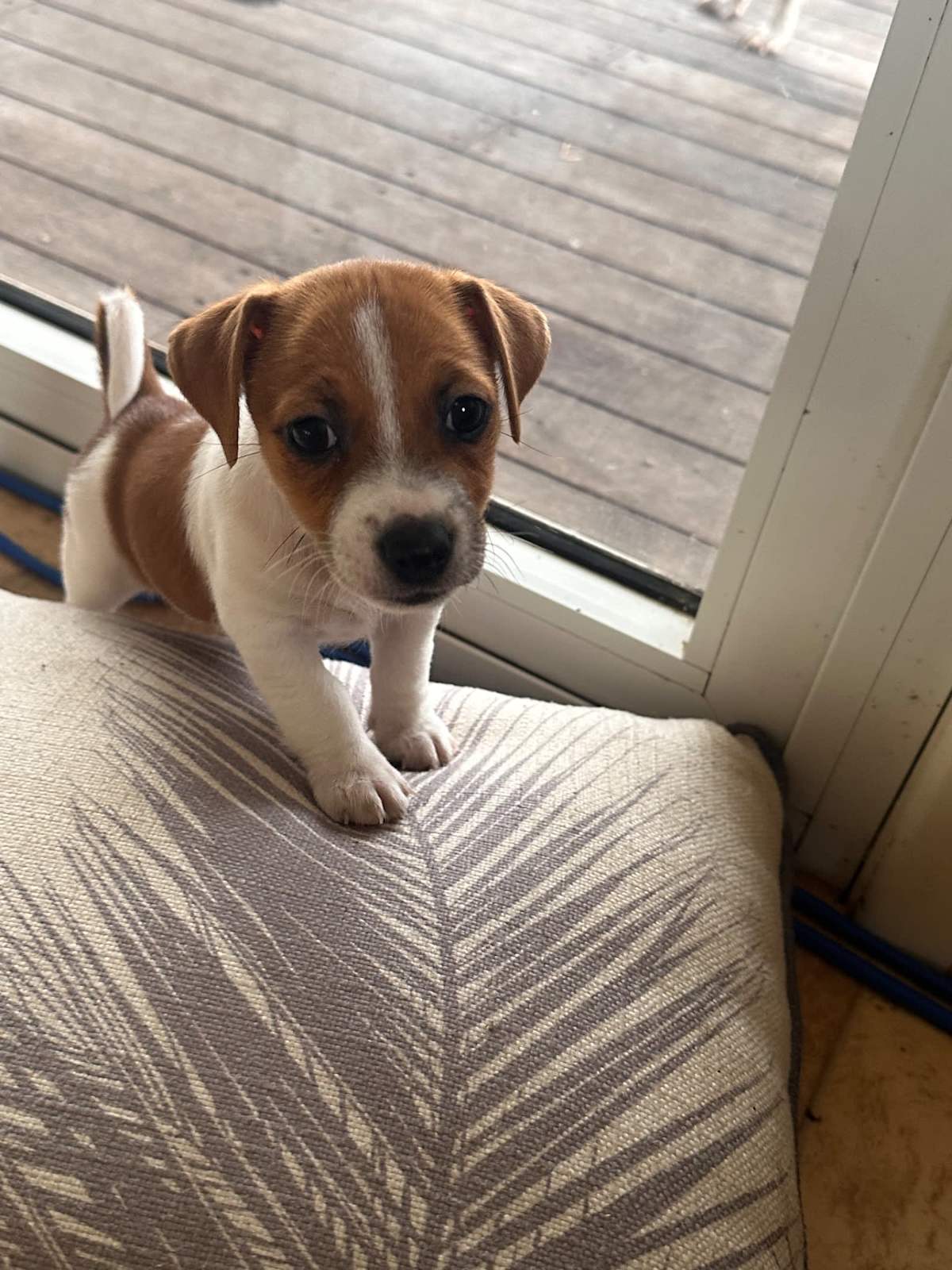 Purebred Jack Russell Puppies