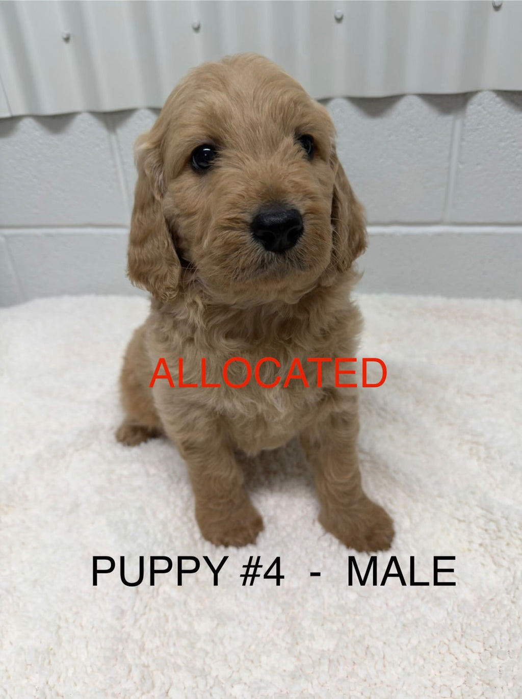 Gorgeous F1 Groodle Puppies DNA Tested, Health Guaranteed