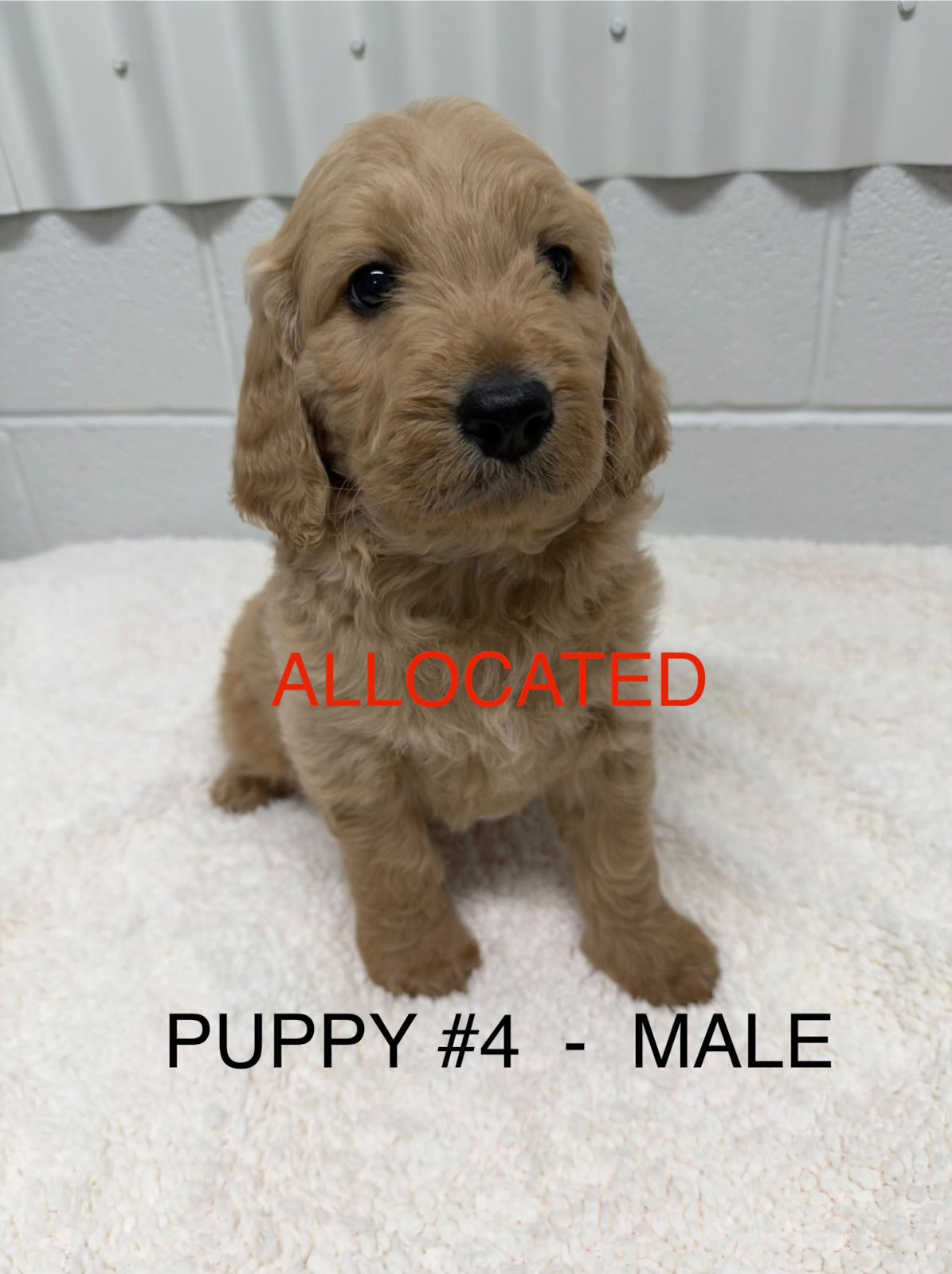 Gorgeous F1 Groodle Puppies DNA Tested, Health Guaranteed