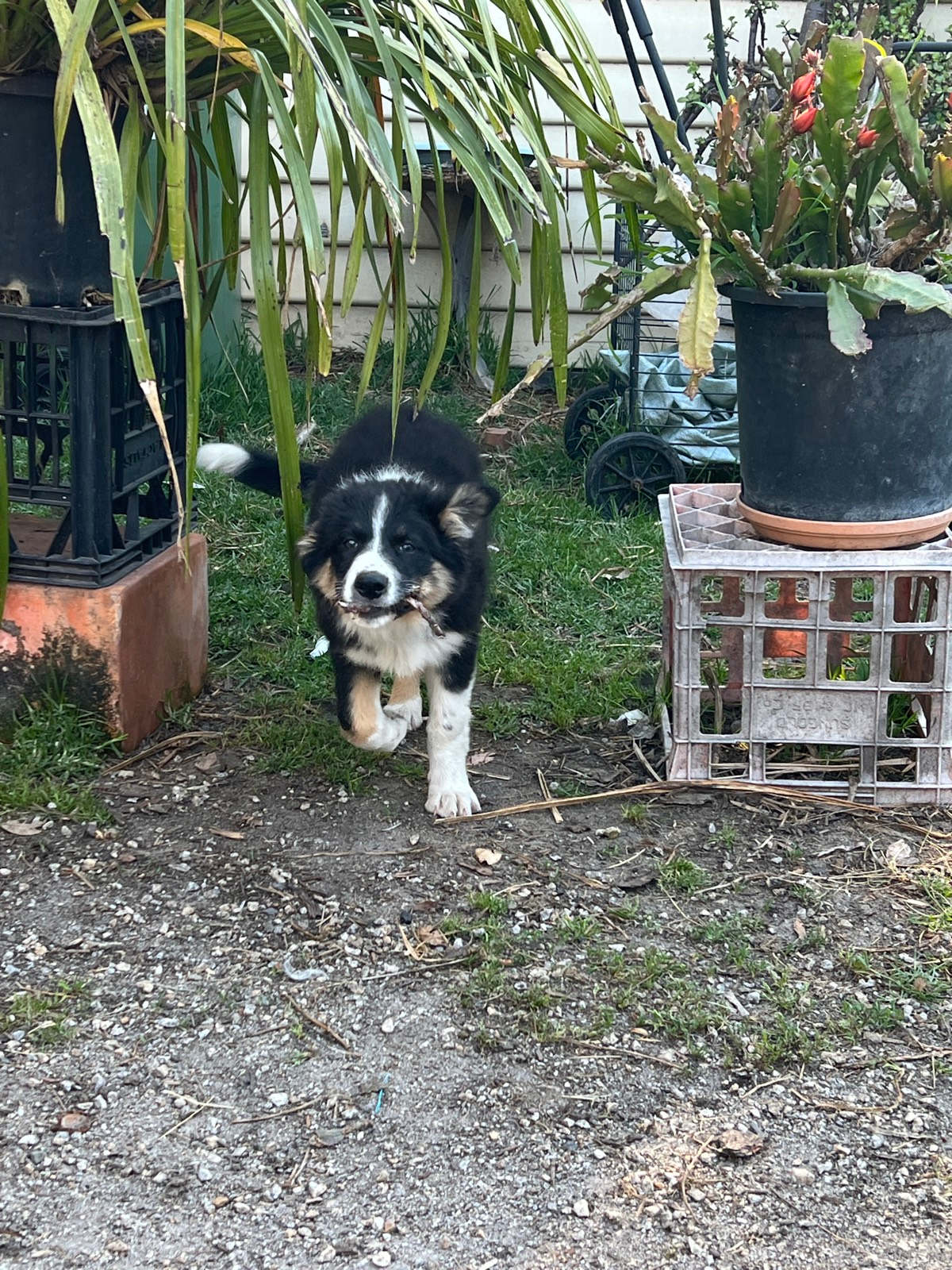 Pure bred Border Collie Puppies For Sale