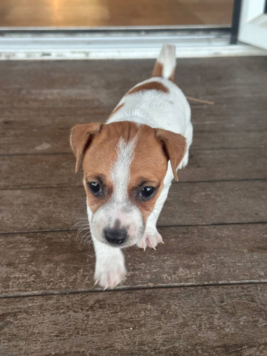 Purebred Jack Russell Puppies
