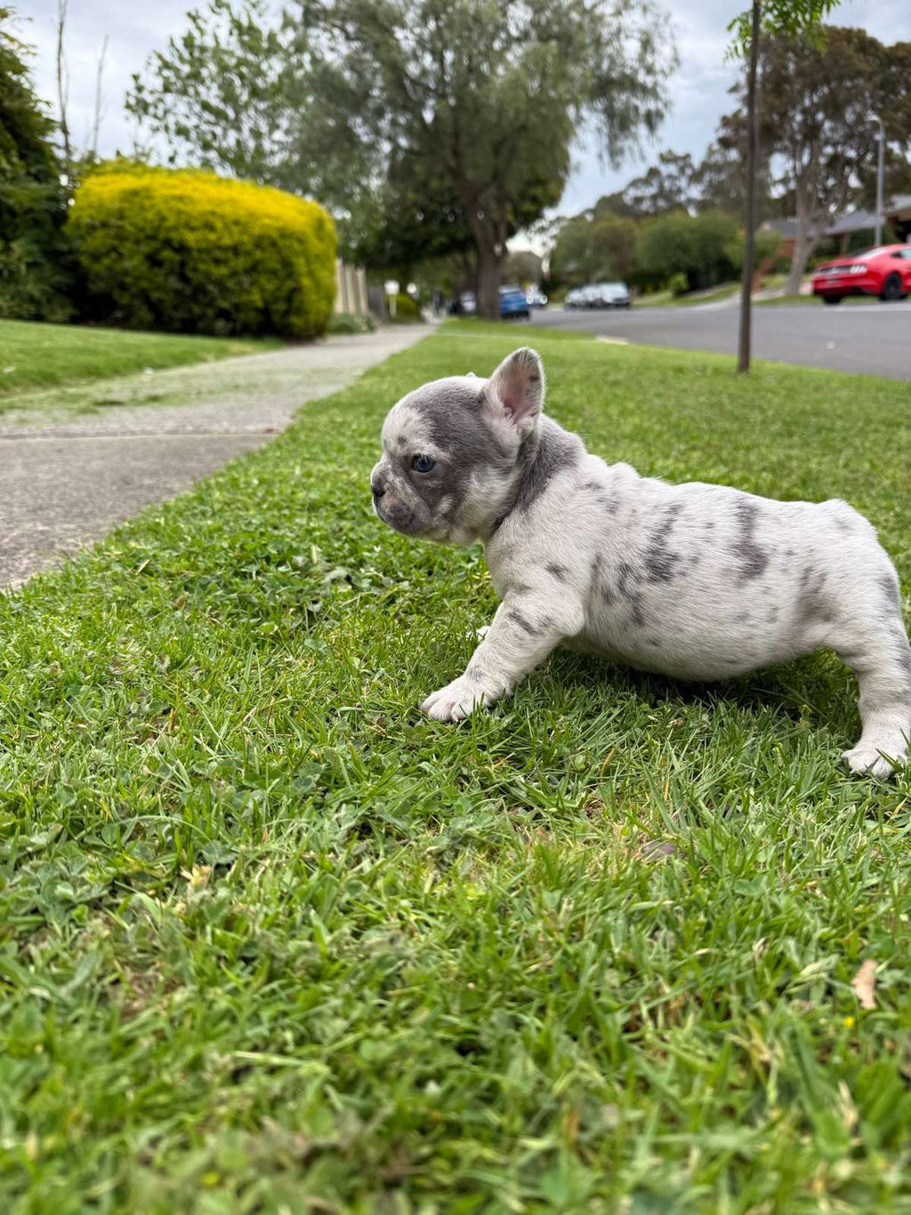 Merle Pure pedigree French bulldogs long hair carriers