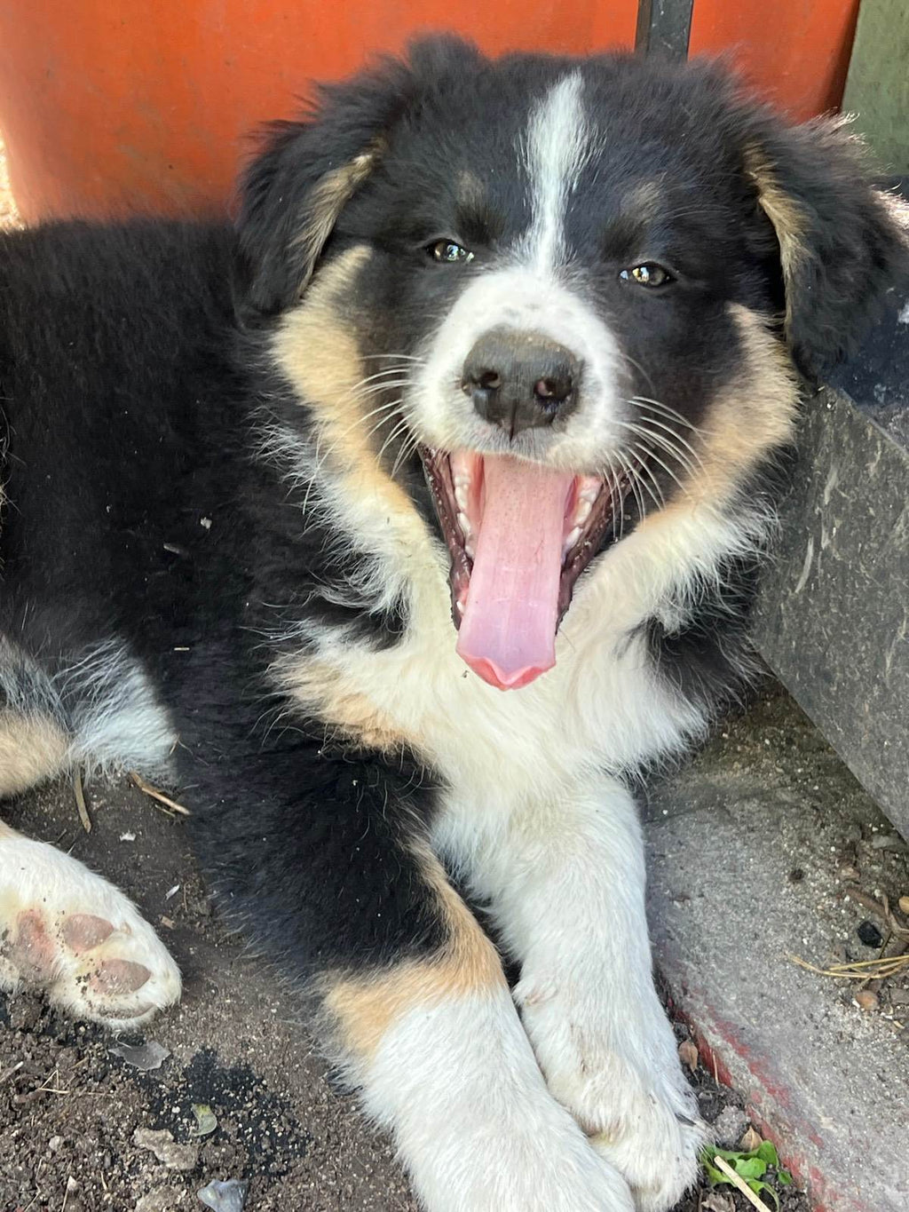 Pure bred Border Collie Puppies For Sale