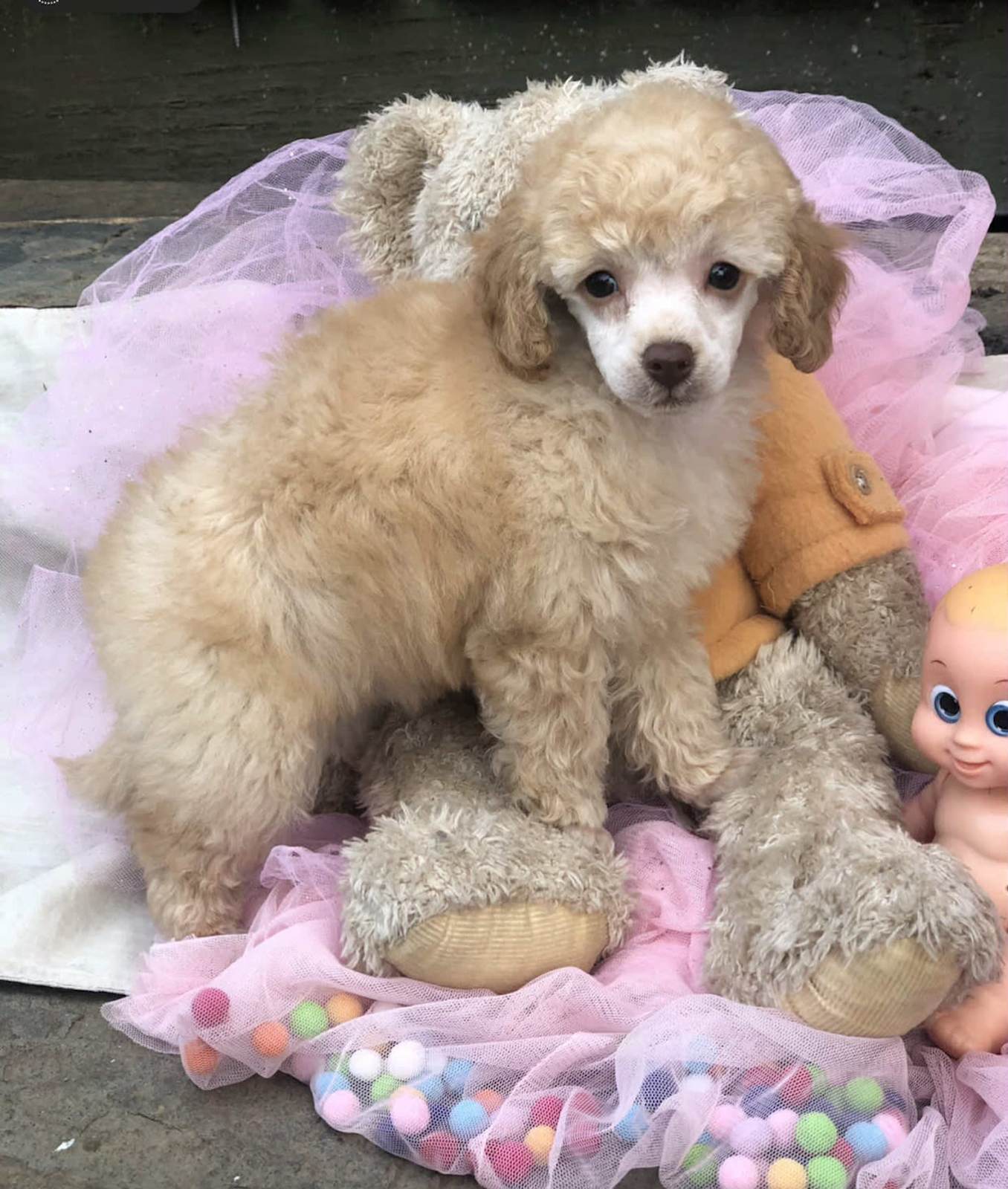 Purebred Toy Poodle Puppies