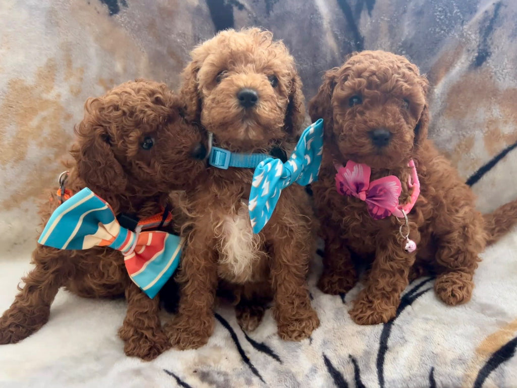 Tiny Adorable Cavoodle pups Available Now