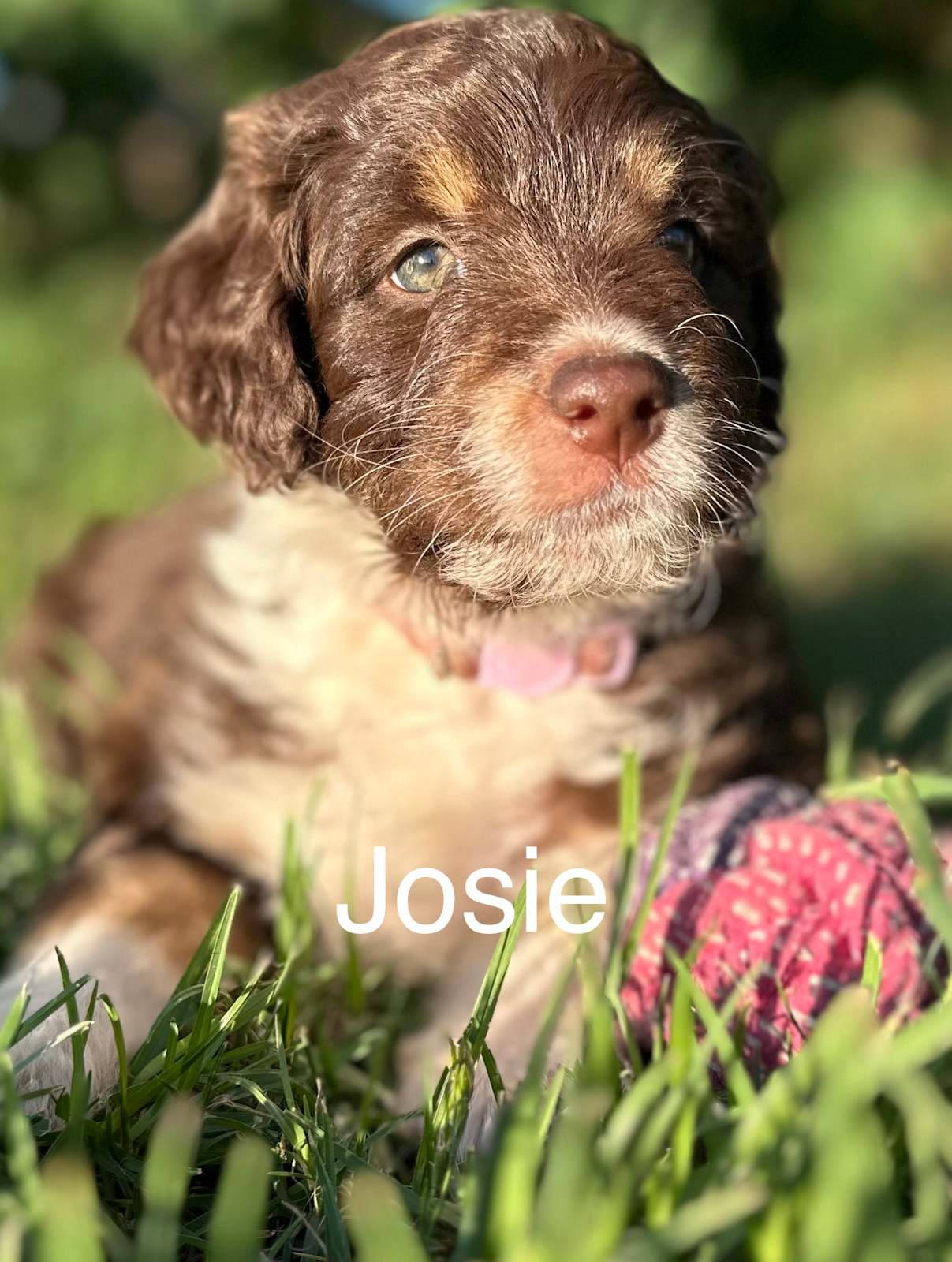 MINI BORDOODLES- Right Paw Verified -