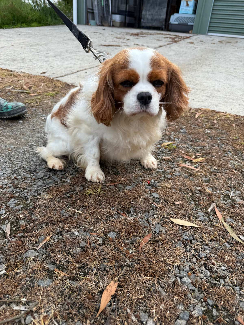 King Charles cavalier mains papers