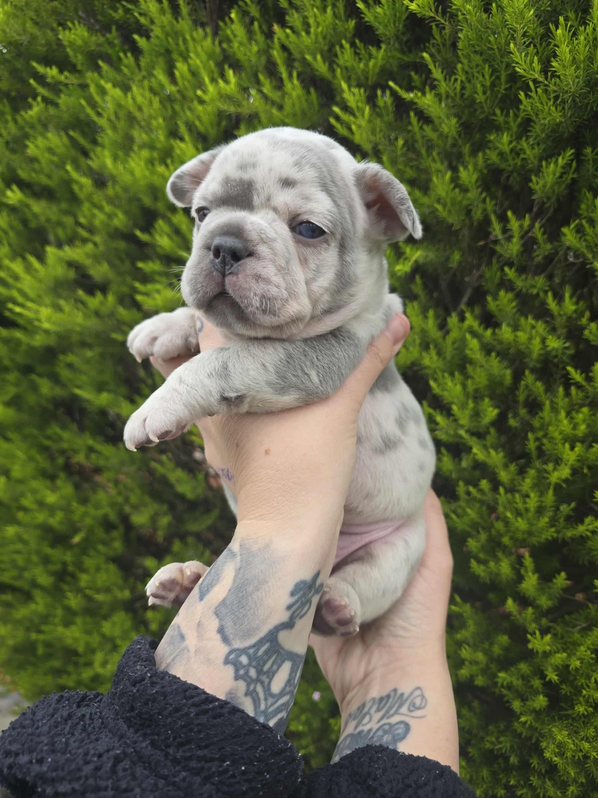 Merle Pure pedigree French bulldogs long hair carriers