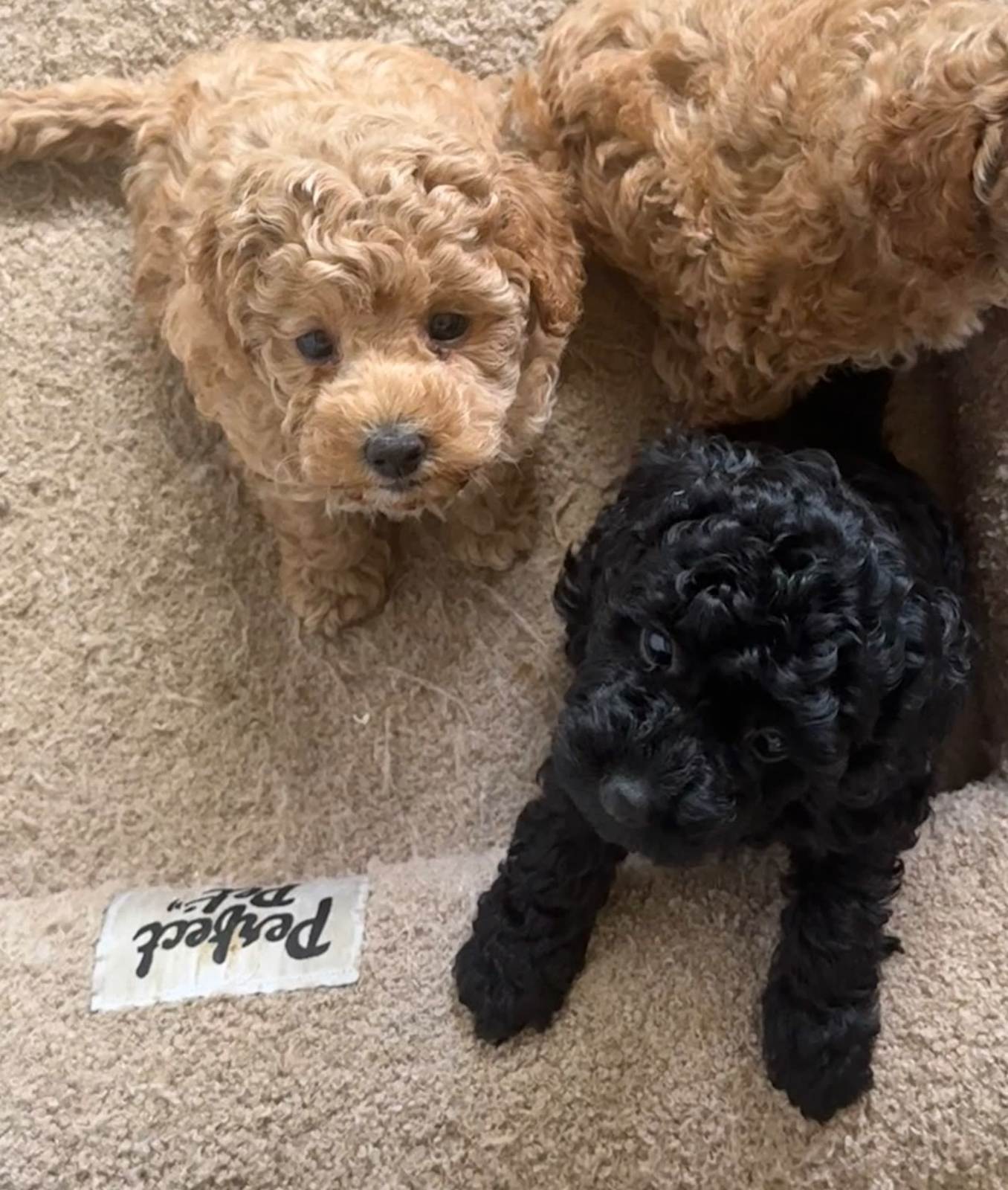 Purebred Toy Poddle Puppies