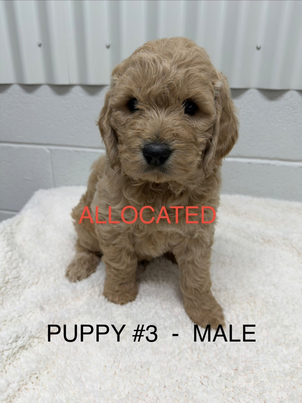 Gorgeous F1 Groodle Puppies DNA Tested, Health Guaranteed