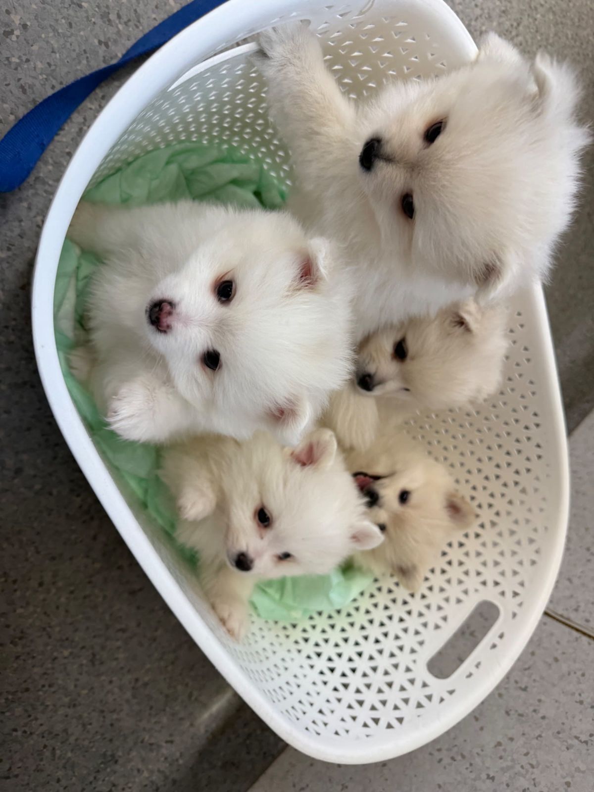 Pomeranian puppies white/ creamy white