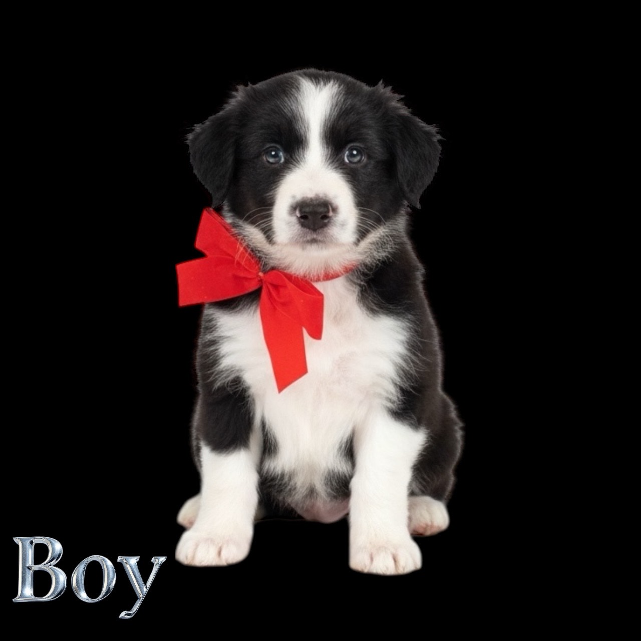 Chubby Purebred Border Collie Puppies 3 Boys & 1 Girl